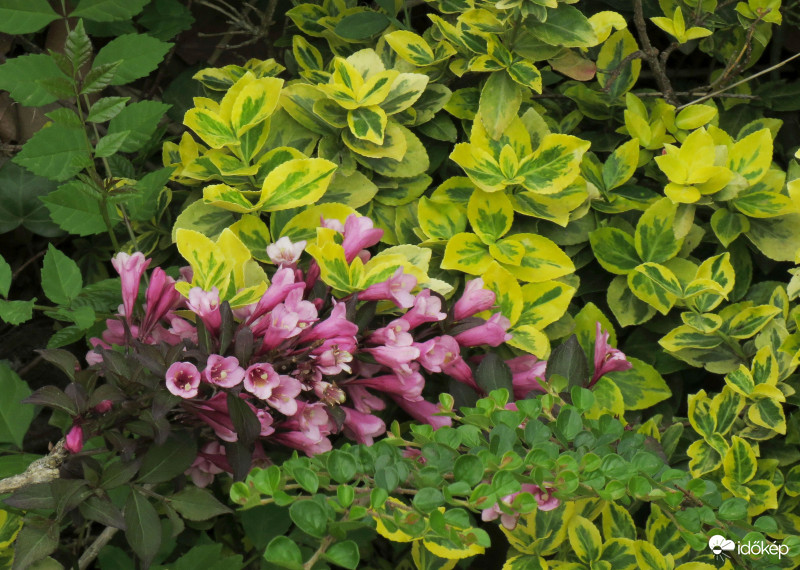 Virágzó ág a zöldek között