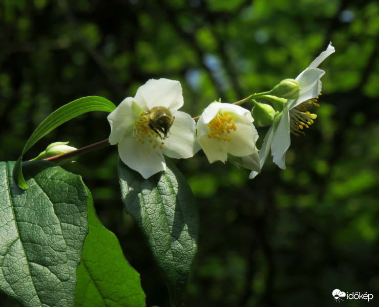 Vendég a jezsámenen