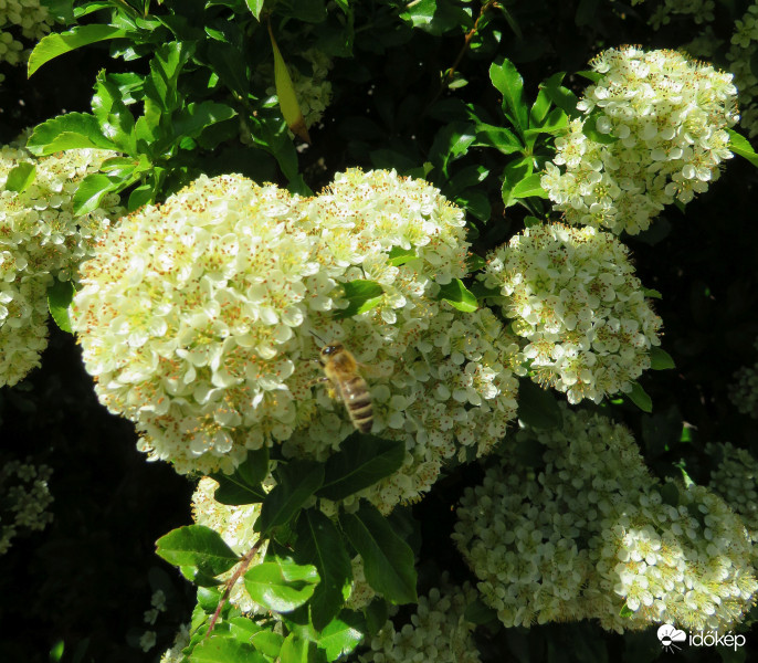 Nem jó szagú, de a méhek szeretik a tűztövist
