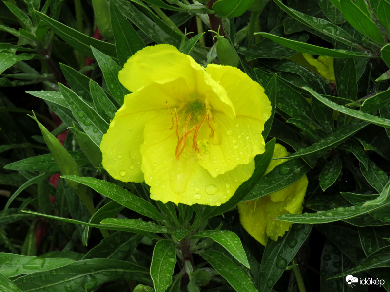 Májusi eső aranyat ér!