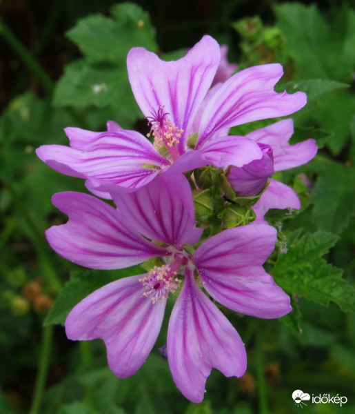 Ki gondolná, hogy ilyen szép az erdei mályva?