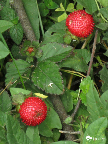 A fű között bújik meg az indiai szamóca