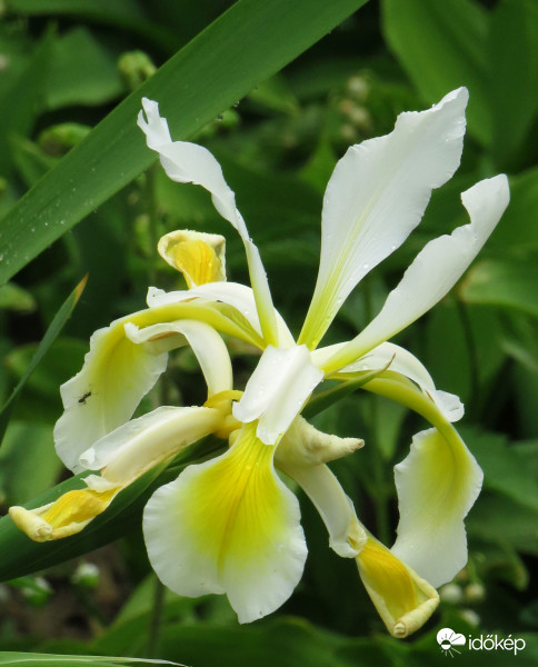 Egy szépséges írisz