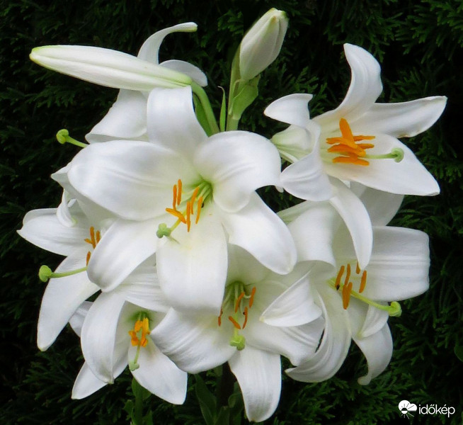 Egy csokor liliom