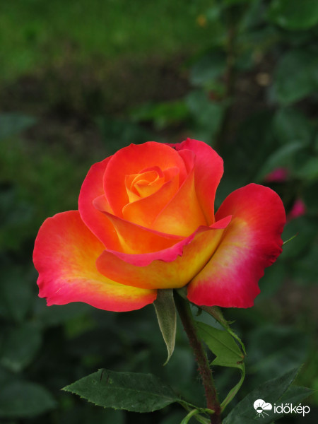 Egy rózsaszál...