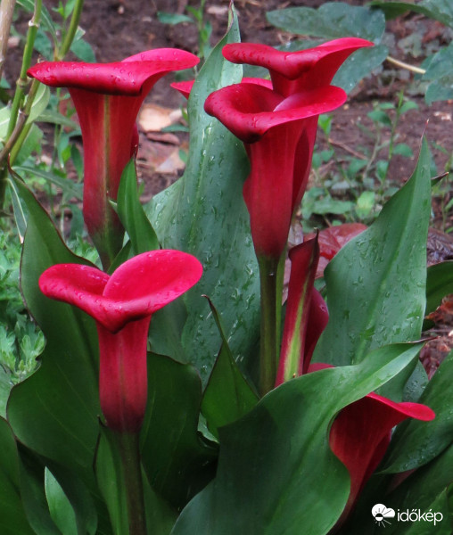 Egy különleges színű kála