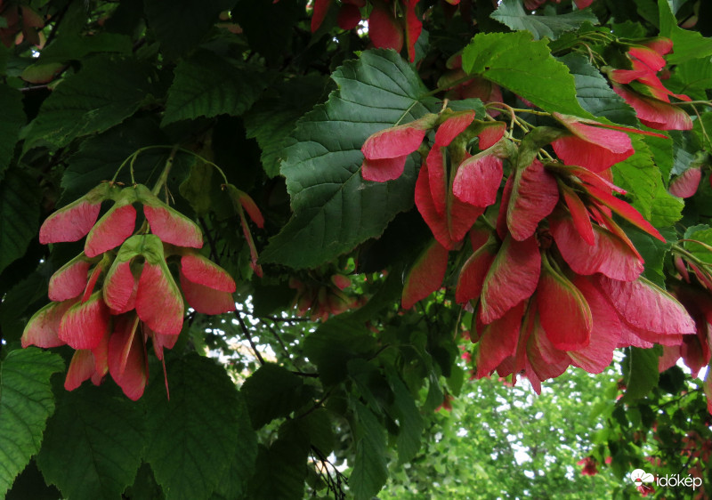 Termés és nem virág