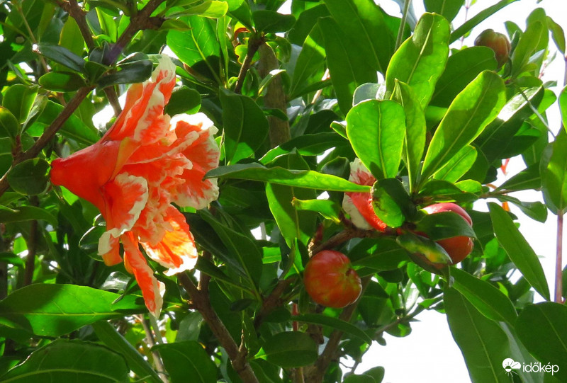 Készülődik a gránátalma