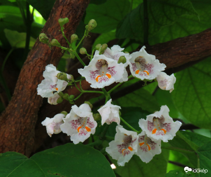 A szivarfa is kibontotta virágát 