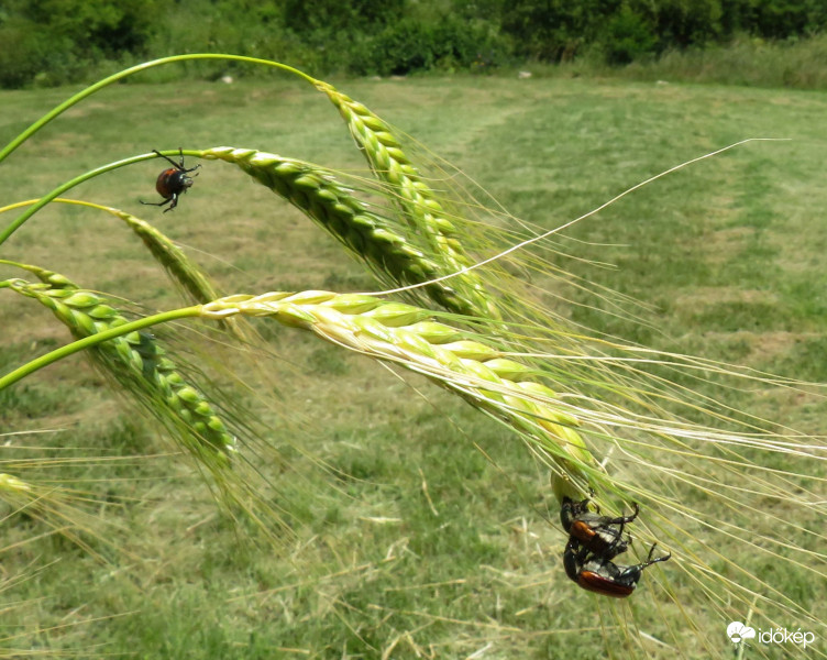 Vannak, akik már aratnak