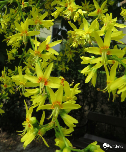 A csörgőfa virága közelről