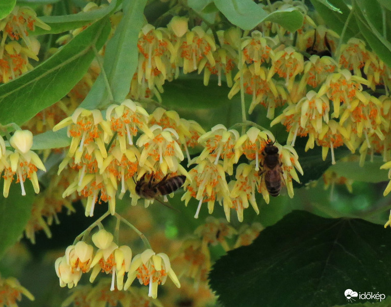 Az ezüst hárs vendégei