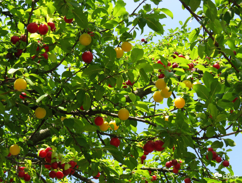 Érik a cseresznyeszilva