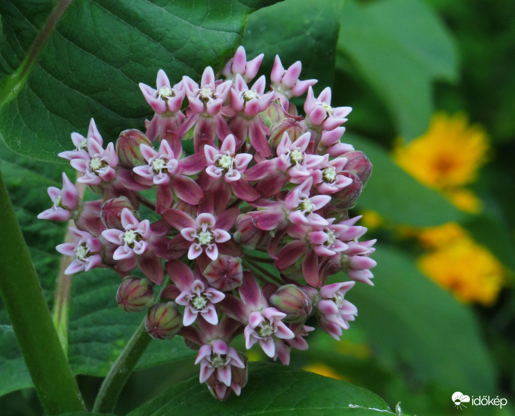 Mint apró, pici csillagok