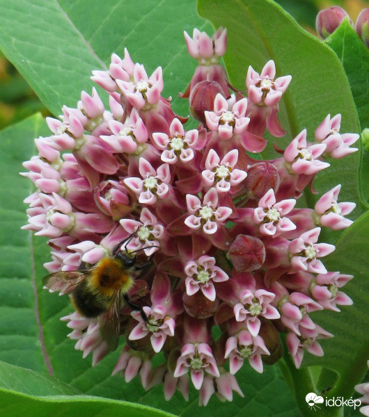 Nem csak szép, de jó mézelő is.