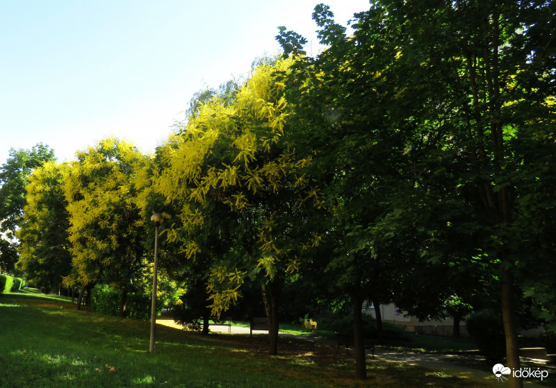 Még virágzik a csörgőfa