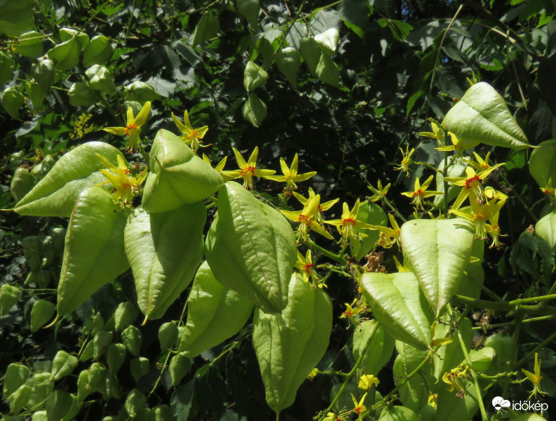 Lehull a virág, de már ott a termés