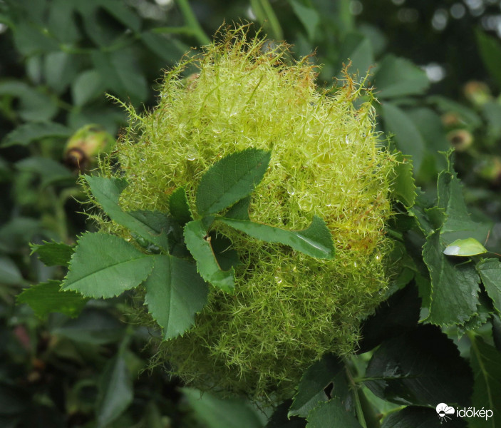 Rózsa gubacsdarázs lárváinak fészke
