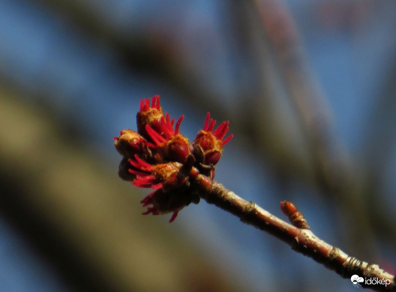 Az ezüstjuhar már virágzik