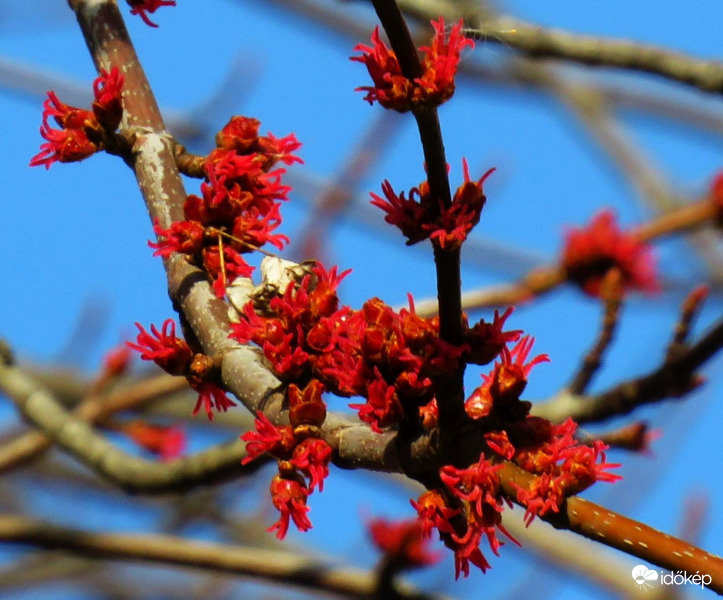 Rejtőzködő szépség