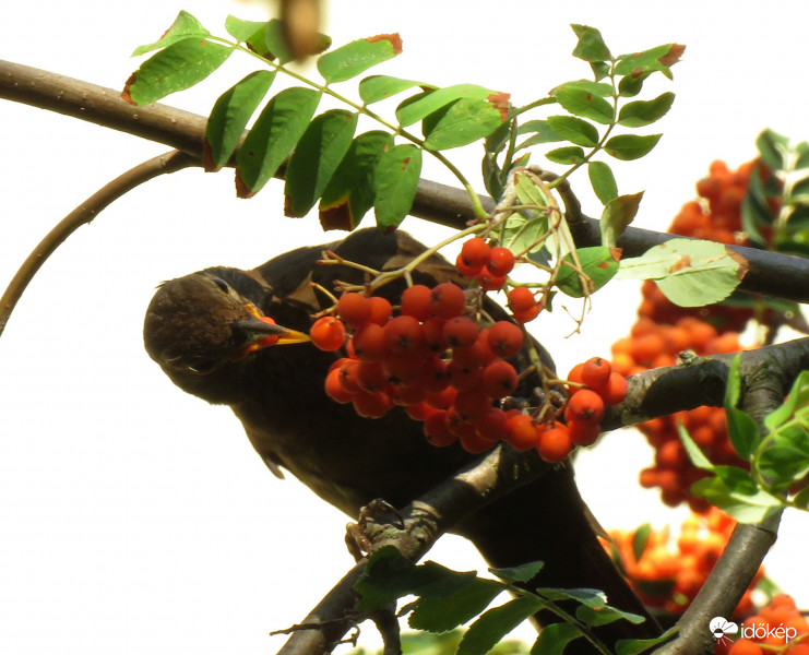 Madárberkenye kóstolgató