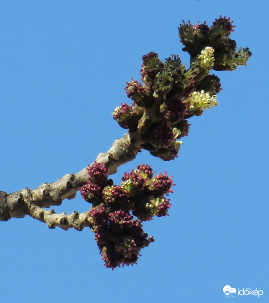 Virágzik a magas kőris 