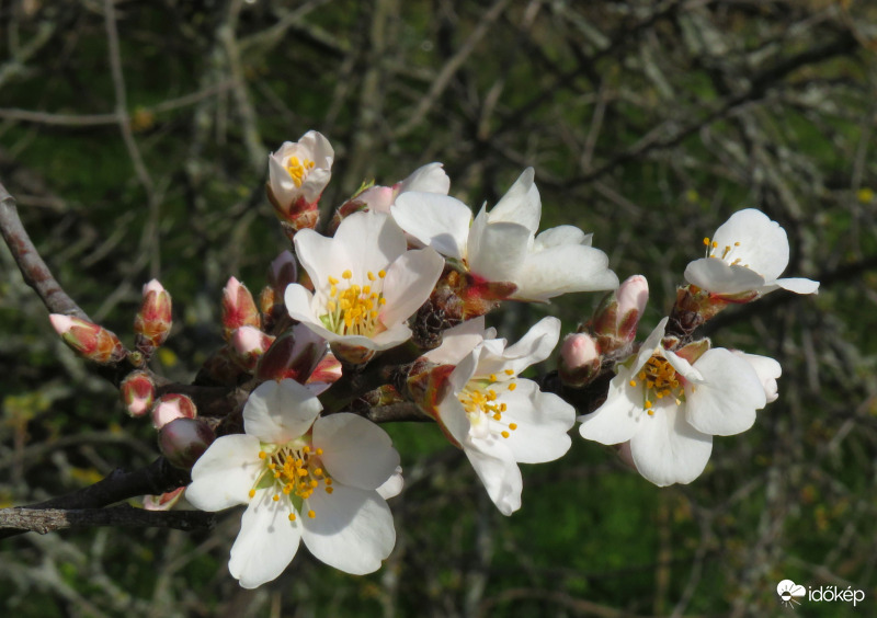 Végre kibomlottak a virágok!