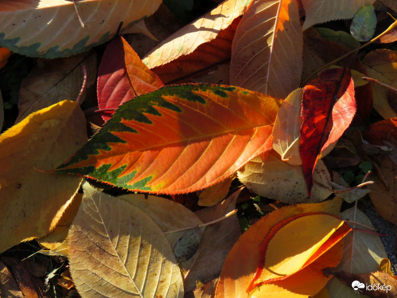 A japán cseresznye is ledobálta a leveleit