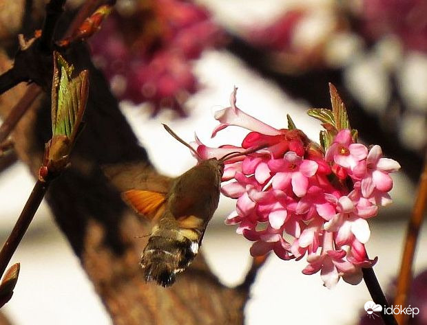 Szender szívogatja a kikeleti bangitát