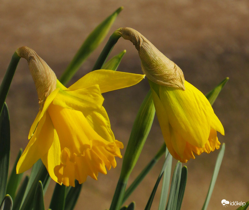 Még nem tudják, hogy ismét jön fagy 