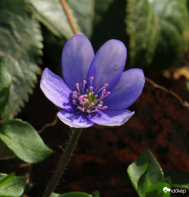 Magányosan az erdő szélén