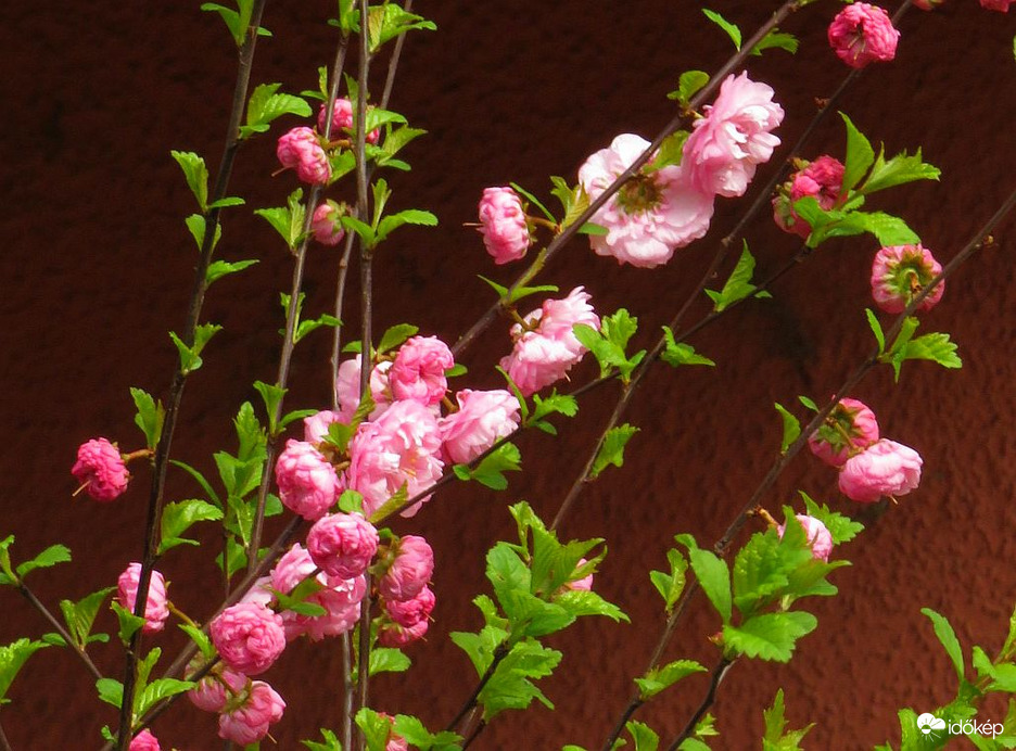 Nem fagyott el a babarózsa