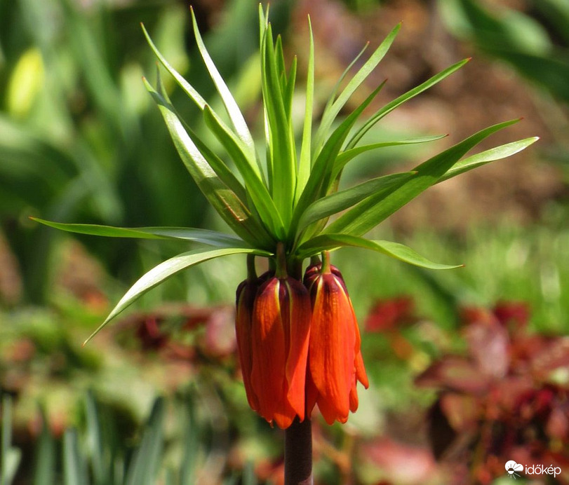 A szépséges császárkorona