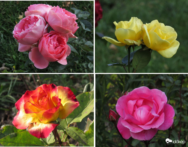 Virulnak még rózsák