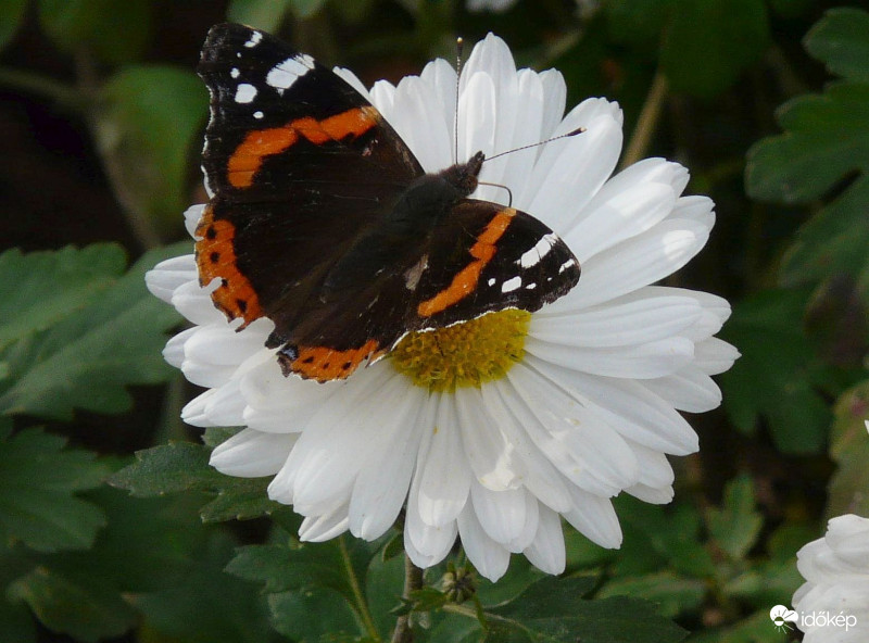 Kései atalanta lepke