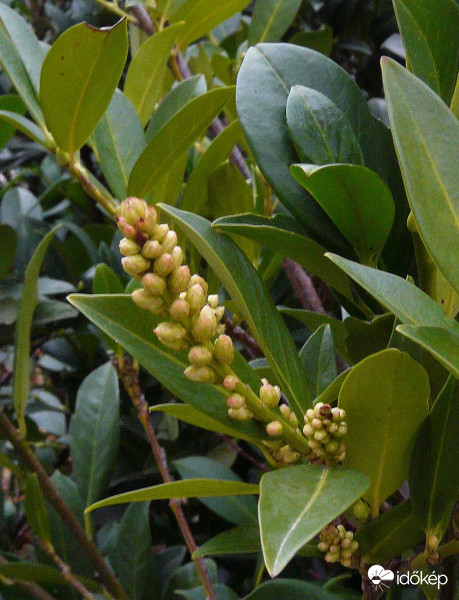 Rügyezik a babérmeggy