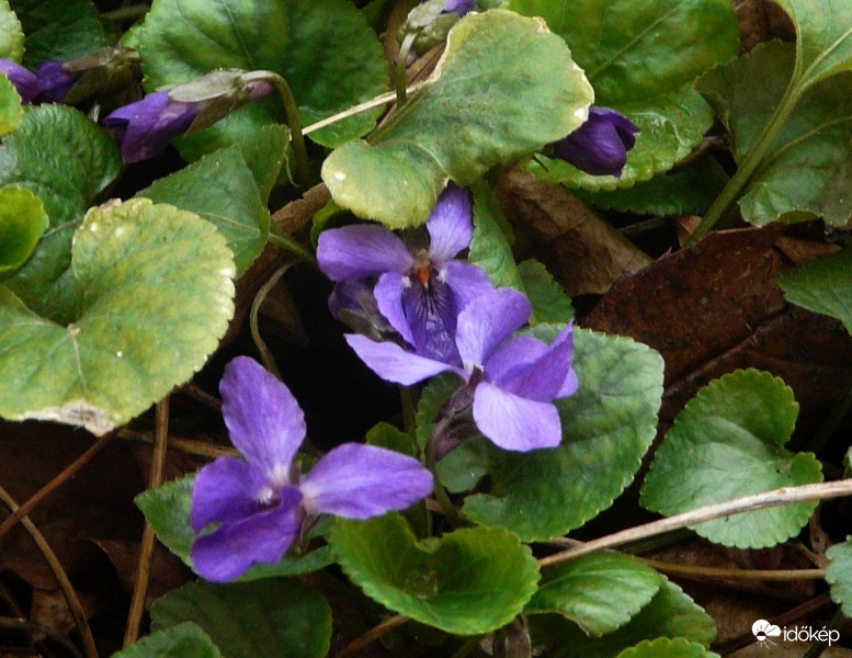 Túlélők