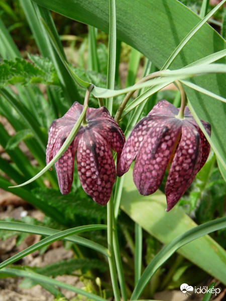 Kockás liliom