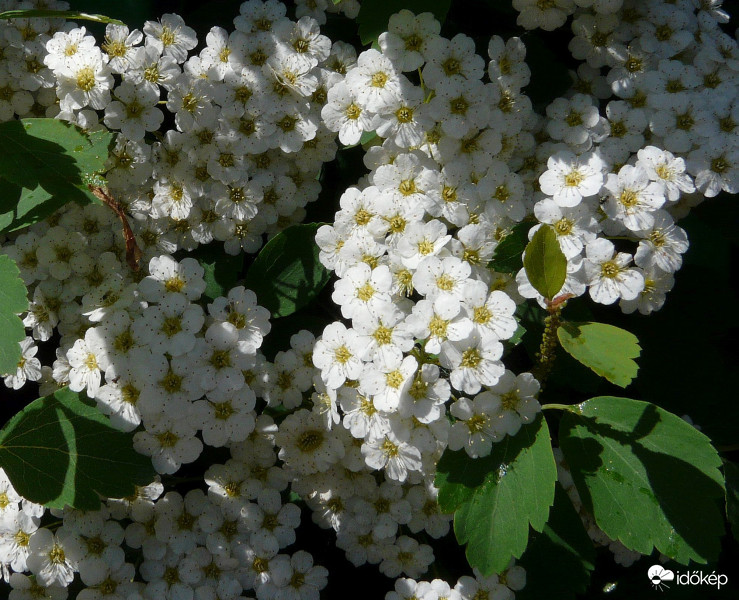 Gyöngyvessző, azaz spirea