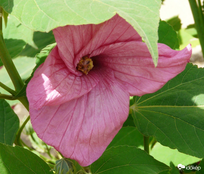 Mocsári hibiszkusz