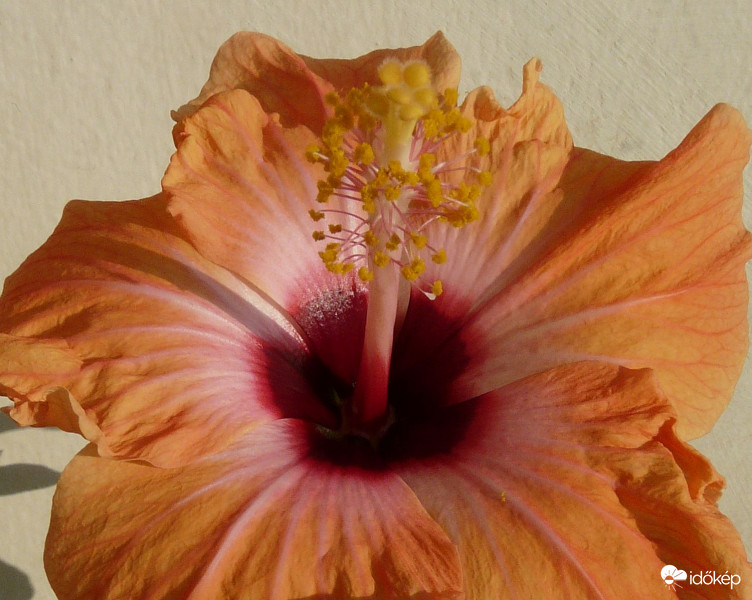 Hibiszkusz