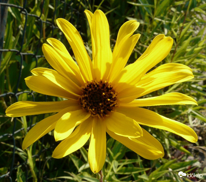 Ellenfényben