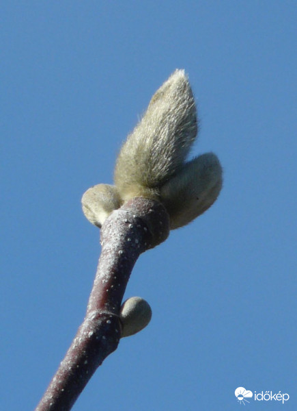 Liliomfa bimbó