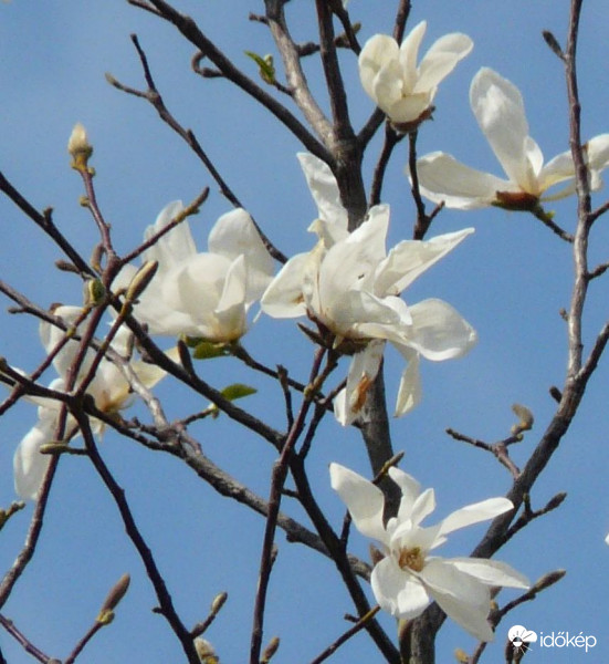 Csillag liliomfa