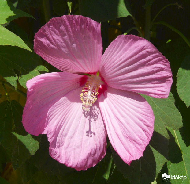 Mocsári hibiszkusz