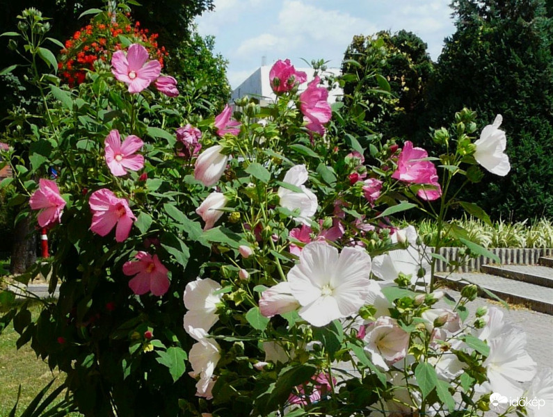 Mocsári hibiszkuszok