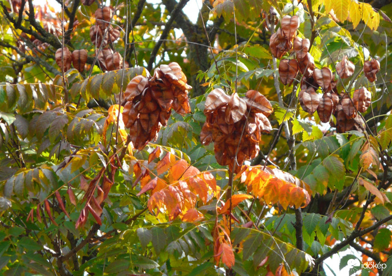 Már a levelek is színesednek