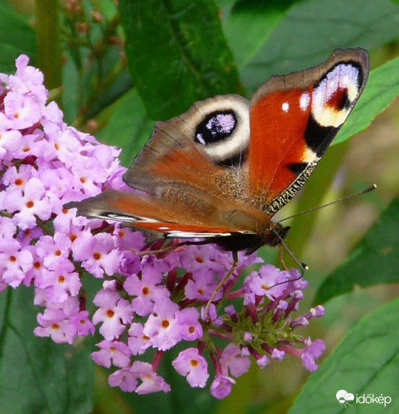 Nektárszívogató nappali pávaszem