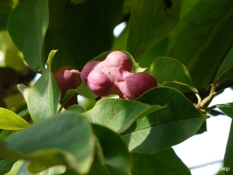 Készül már a liliomfa termése