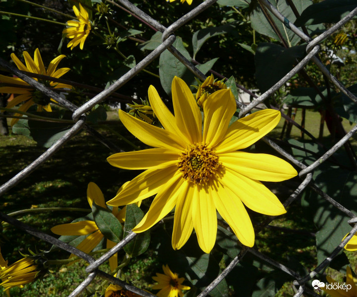 Egy kerítés nem lehet akadály!